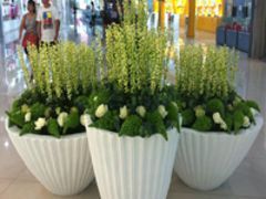 廣西規模大的廣西玻璃鋼花盆生產基地,南寧花盆批發圖片|廣西規模大的廣西玻璃鋼花盆生產基地,南寧花盆批發產品圖片由南寧市惜譽玻璃鋼制品公司生產提供-